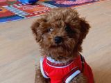 Red Brown Minik Toy Poddle Eskişehir