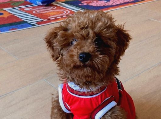 Red Brown Minik Toy Poddle Eskişehir görsel