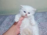 İran Kedisi Şişli