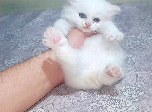 İran Kedisi Şişli görsel
