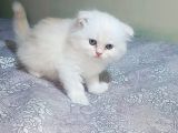İran Kedisi Şişli