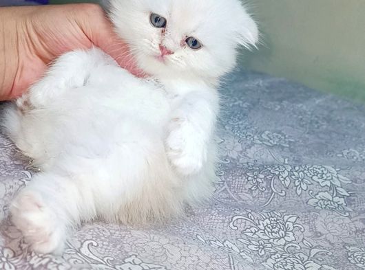 İran Kedisi Şişli görsel