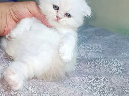 İran Kedisi Şişli görsel