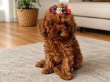 Orji̇nal Safkan Tatli Toy Poodle Bebekleri̇