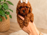 Orji̇nal Safkan Tatli Toy Poodle Bebekleri̇