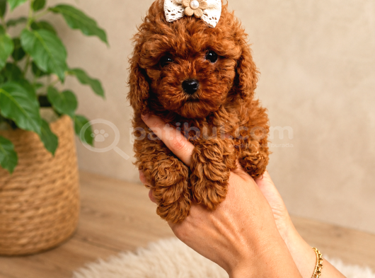 Orji̇nal Safkan Tatli Toy Poodle Bebekleri̇
