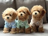 Kahve Tonlu Malti̇poo Ci̇nsi̇ Yavrular