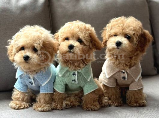 Kahve Tonlu Malti̇poo Ci̇nsi̇ Yavrular görsel