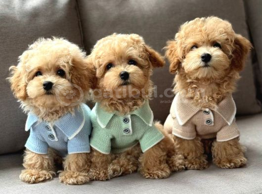 Kahve Tonlu Malti̇poo Ci̇nsi̇ Yavrular görsel