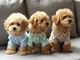 Kahve Tonlu Malti̇poo Ci̇nsi̇ Yavrular