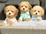 Kahve Tonlu Malti̇poo Ci̇nsi̇ Yavrular