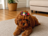 Orji̇nal Safkan Tatli Toy Poodle Bebekleri̇