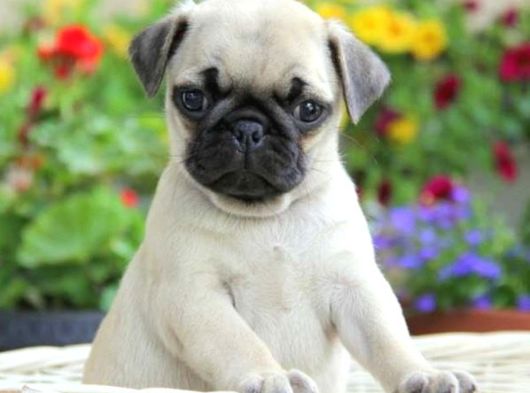 Pug Mops Yavrular Ev Üreti̇mi̇ görsel