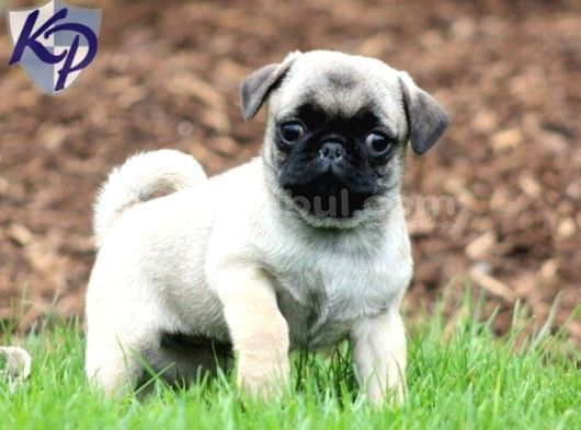 PUG MOPS YAVRULAR EV ÜRETİMİ