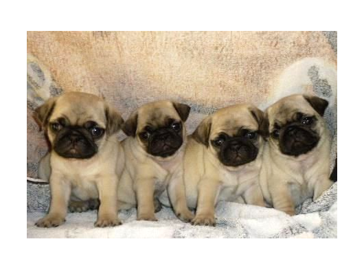 Pug Mops Yavrular Ev Üreti̇mi̇ görsel