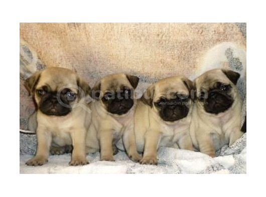 PUG MOPS YAVRULAR EV ÜRETİMİ