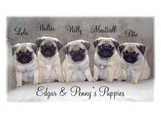 Pug Mops Yavrular Ev Üreti̇mi̇