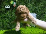 Toy Poodle Sevi̇mli̇ Yavrular Ev Üreti̇mi̇