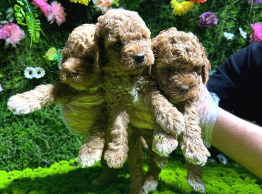 Toy Poodle Sevi̇mli̇ Yavrular Ev Üreti̇mi̇ görsel