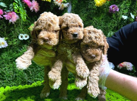 Toy Poodle Sevi̇mli̇ Yavrular Ev Üreti̇mi̇