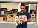 Wc Egi̇ti̇mli̇ Malti̇poo Yavrular Ankara Mağazamizda Canli Görün