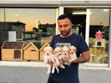 Wc Egi̇ti̇mli̇ Malti̇poo Yavrular Ankara Mağazamizda Canli Görün