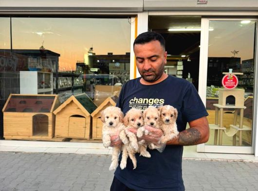 Wc Egi̇ti̇mli̇ Malti̇poo Yavrular Ankara Mağazamizda Canli Görün görsel