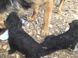 Dişi Alman Kurdu Yavrularım Avcılar