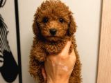 Toy Poodle Ve Teacup Red Yavrular Yeni Ailelerini Bekliyor