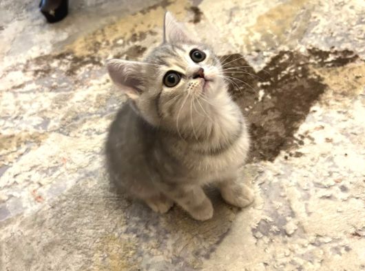 British Shorthair Yavruları  2 Aylık Sağlıklı Ve Oyuncu Ankara görsel