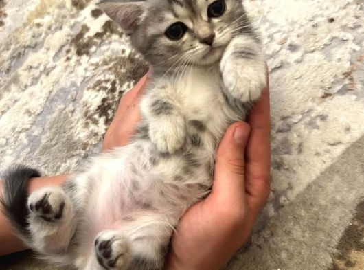 British Shorthair Yavruları  2 Aylık Sağlıklı Ve Oyuncu Ankara görsel