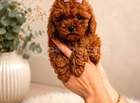 Pofuduk Bebi̇şler Si̇zi̇n Olabi̇li̇r görsel