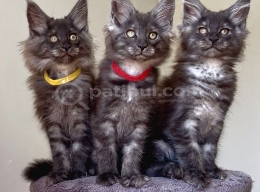 Üst Düzey Irk Standartlarında Maine Coon Yavruları