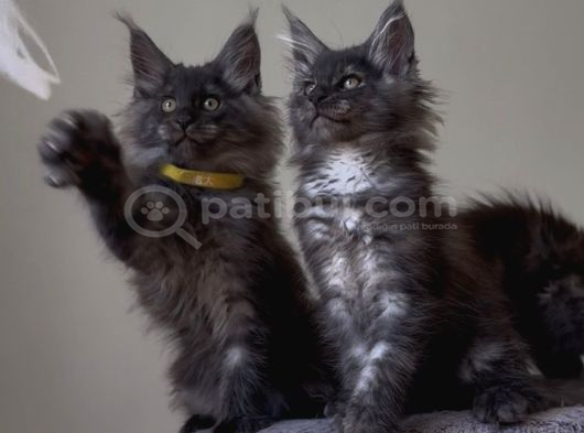 Üst Düzey Irk Standartlarında Maine Coon Yavruları görsel