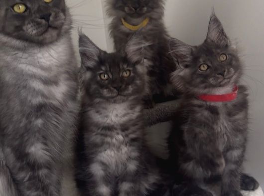 Üst Düzey Irk Standartlarında Maine Coon Yavruları görsel