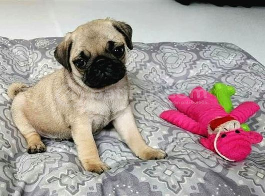 Vecihiden Irk Sağlık Garntili Boncuk Gözlü Pugmops Bebekler görsel