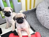 Vecihiden Irk Sağlık Garntili Boncuk Gözlü Pugmops Bebekler