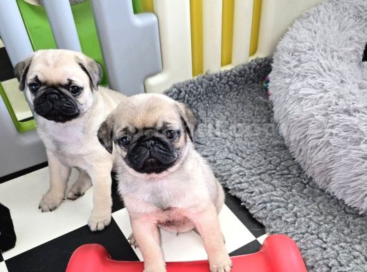 Vecihiden Irk Sağlık Garntili Boncuk Gözlü Pugmops Bebekler görsel