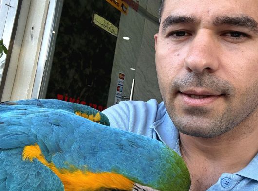3 Yaşında Macaw Tamamen Evcil Adana görsel