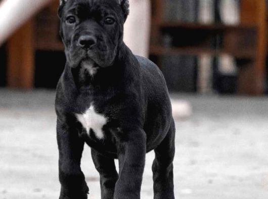 Orjinal Cane Corse Yavrularımız
