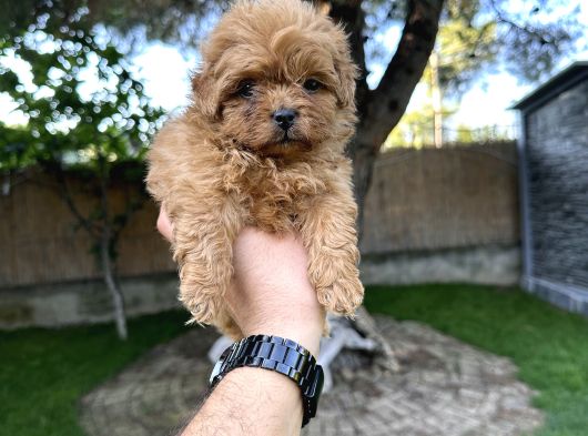 Red maltipoo yavrumuz