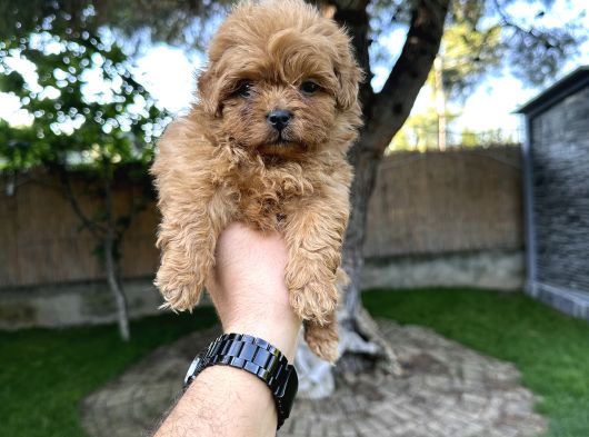 Red Maltipoo Yavrumuz görsel