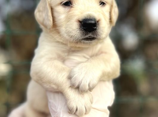 Bebek Yüzlü Golden Retriever Yavrular