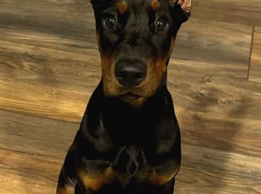 Orjinal Doberman Yavrularımız