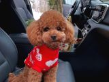 Evraklı Kızıl Kore Kanı Mini Bebekyüzlü Poodle Yavrular