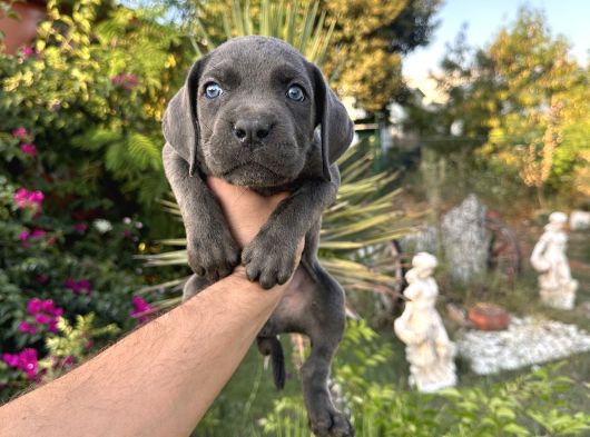 A Scr Cane Corso Yavrularımız