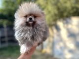 Sağlık Ve Isk Garantili Pomeranian Yavrularımız