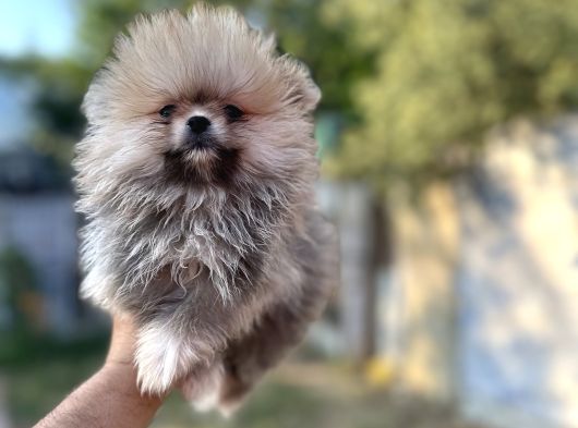Sağlık Ve Isk Garantili Pomeranian Yavrularımız görsel
