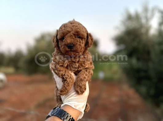 Renk Renk Çeşit Çeşit Toy Poodle Yavrularımız görsel