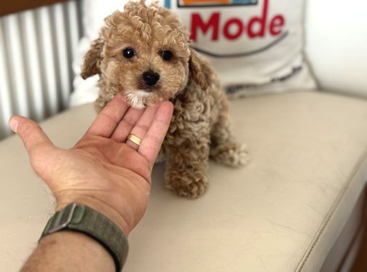 Wc Eğitimli Kore Maltipoo Lar Yasal Ruhsatlı Çiftlikden görsel